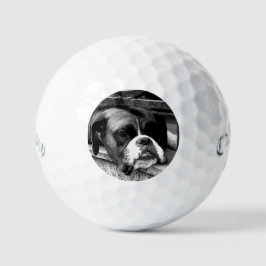 Balles De Golf Boxer Chien sur Windowsill css gbcna