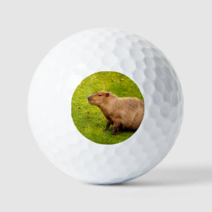 Balles De Golf Capybara