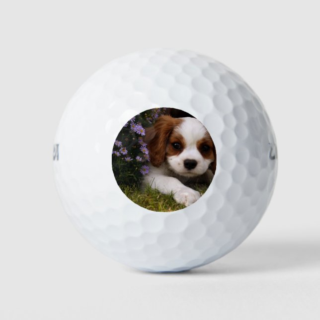 Balles De Golf Cavalier King Charles Spaniel (Devant)