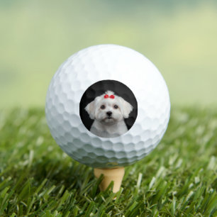 Balles de Golf Chien Maltais, Chiot Mignon, Style