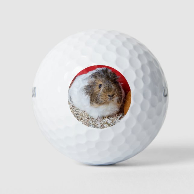 Balles De Golf Cochon de Guinée dans une cage (Devant)