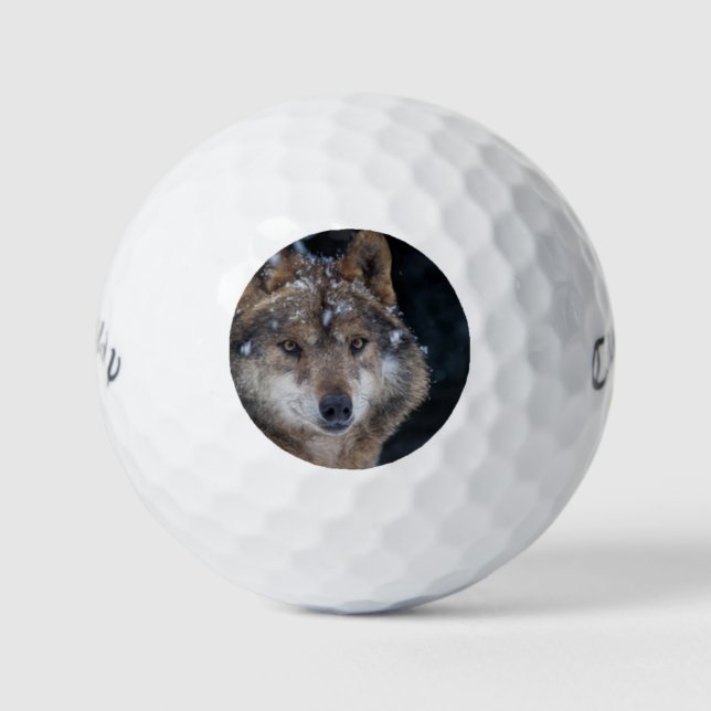 Balles De Golf Faune Loup-loup-loup sauvage (Devant)