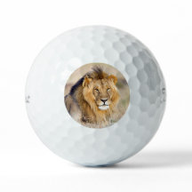 Grand majestueux lion sauvage photo