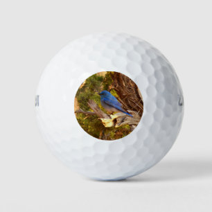Balles De Golf Le merle bleu des montagnes du parc national Arche