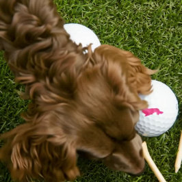 Balles De Golf Longue Cheveux Dachshund Pink Golfer Cadeau