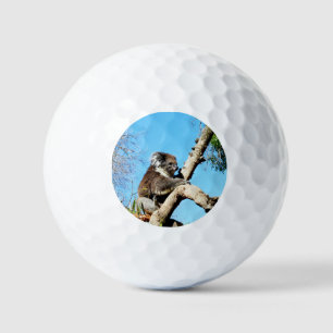 Balles De Golf L'Ours Koala Australien Dans Le Vieux Pin Arbre,