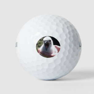 Balles De Golf Nids de poussin d'albatros dans des mains humaines