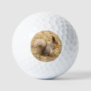 Balles De Golf Photo d'un écureuil mignon mangeant une noix