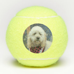 Balles De Tennis Caniche