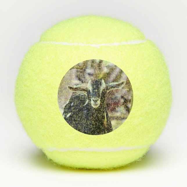 Balles De Tennis Chèvre noire (Devant)