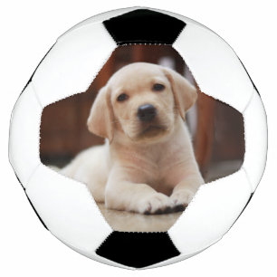 Ballon De Foot Baby Jaune Labrador Chien chiot pondu sur le ventr