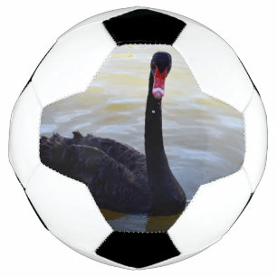 Ballon De Foot Baignade De Cygne Noir Sur La Rivière,