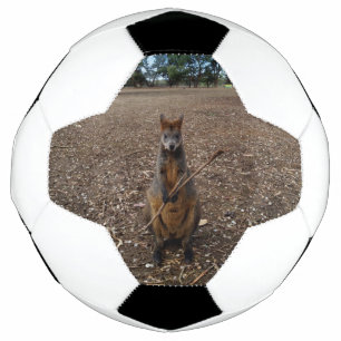 Ballon De Foot Brown Young Australian Wallaby Mange Un Bâton,
