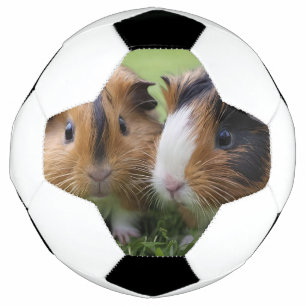 Ballon De Foot Deux bébés cochons de Guinée Tortoiseshell,