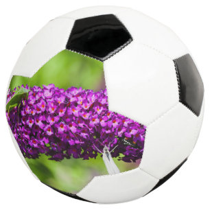 Ballon De Foot énergie de la sauterelle