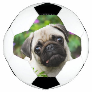 Ballon De Foot Petit chiot au carlin pâle mignon