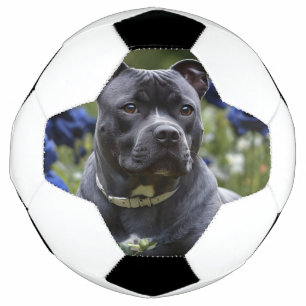 Ballon De Foot Staffordshire Bull Terrier dans un jardin de roses