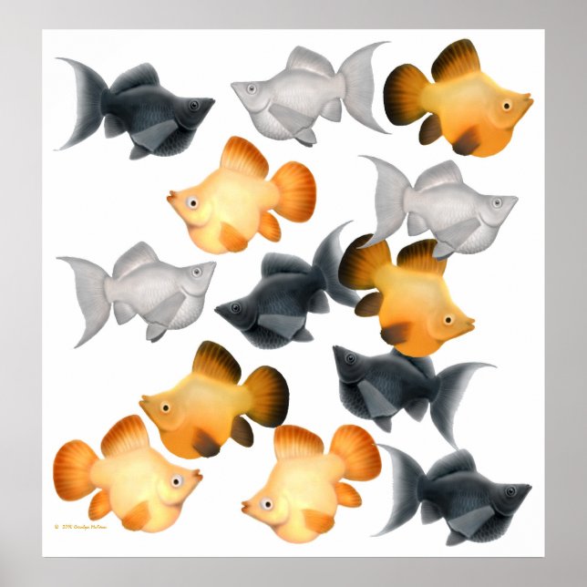 Ballonfische tropische Fischdrucke Poster (Vorne)