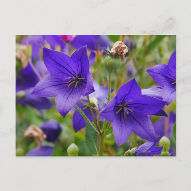 Balloon Blume Postcard Postkarte (Vorderseite)