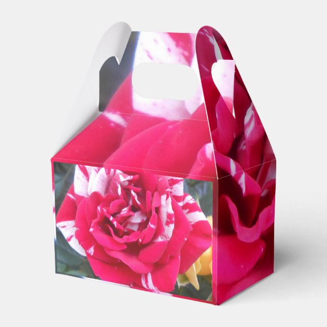 Ballotins Anicia (Arrière)