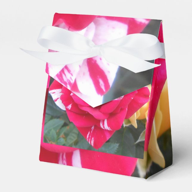 Ballotins Anicia (Verso)