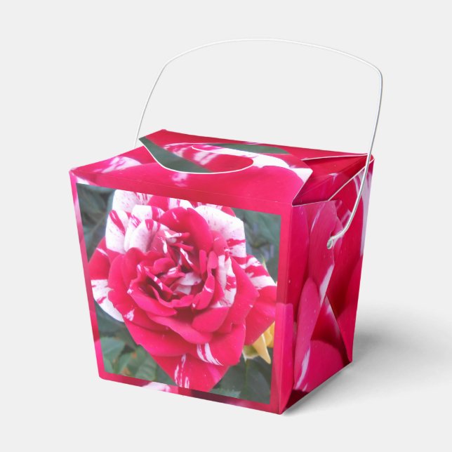 Ballotins Anicia (Verso)