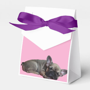 Ballotins Bouledogue français Stars Bulldog français