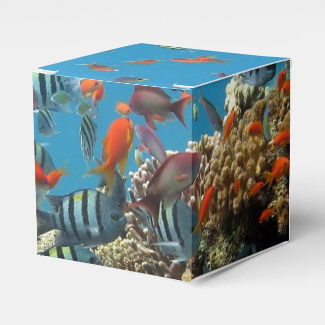 Ballotins Chaos de la pêche tropicale (Verso)