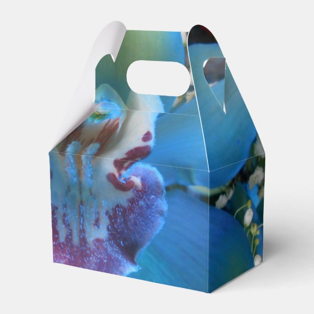 Ballotins Donella (Verso)