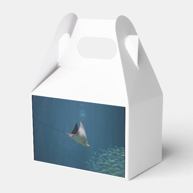 Ballotins Extraordinaire Stingray (Verso)