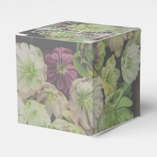 Ballotins Garden Hellebore Ballotin