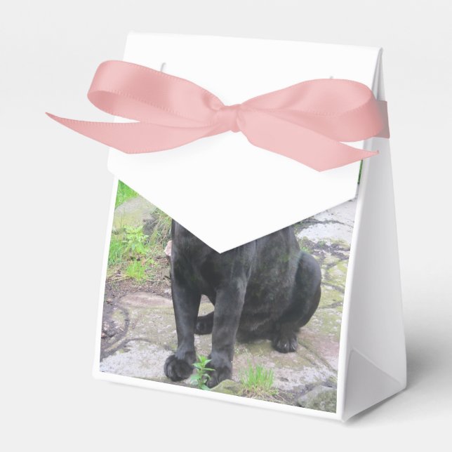 Ballotins Gros chat Jaguar noir assis sur le rocher (Verso)
