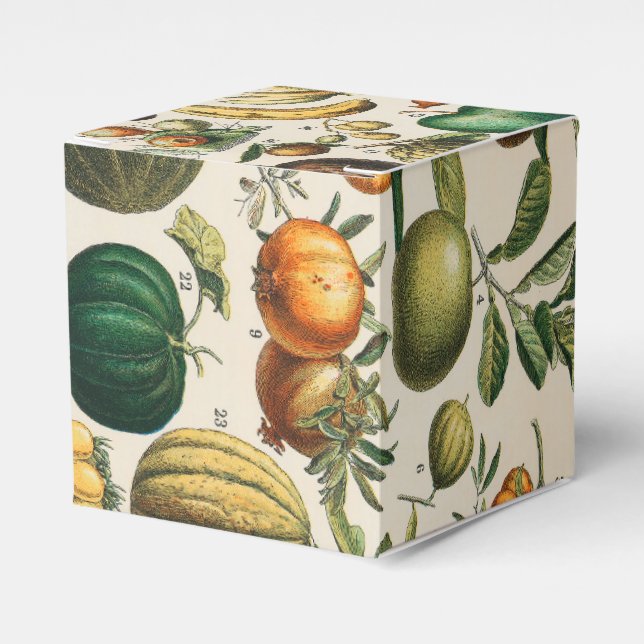 Ballotins Illustration scientifique végétale des fruits (Verso)