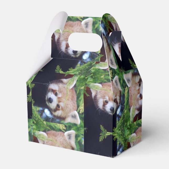 Ballotins Motif Red Panda (Verso)