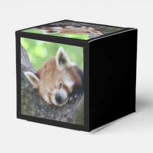 Ballotins RedPanda20150705.jpg