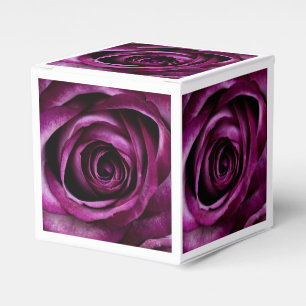 Ballotins Roses Violettes Élégantes en Gros Plan