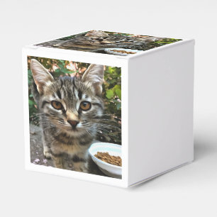 Ballotins Tabby Cat Kitten Faire contact visuel