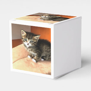 Ballotins Tabby Cat Kitten Portrait pour animaux