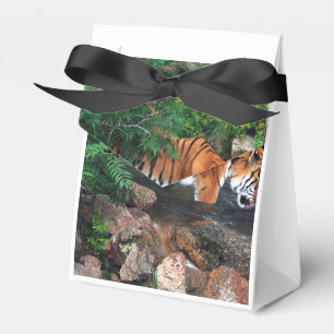 Ballotins Tigre à la chute
