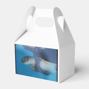 Ballotins Tortue de mer