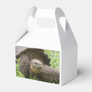 Ballotins Tortue géante