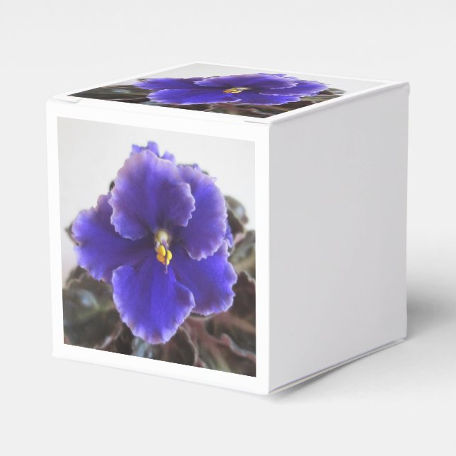 Ballotins Violet africain en floraison (Verso)