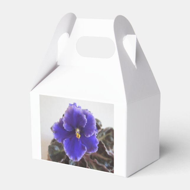 Ballotins Violet africain en floraison (Verso)