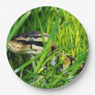 Ballpythonschlange in grass.png pappteller