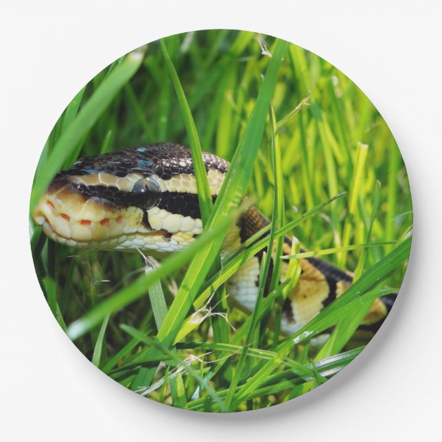 Ballpythonschlange in grass.png pappteller (Vorderseite)