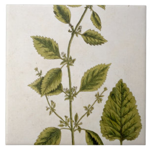 Balsam, überziehen 27 von "einem neugierigen fliese
