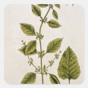 Balsam, überziehen 27 von "einem neugierigen quadratischer aufkleber