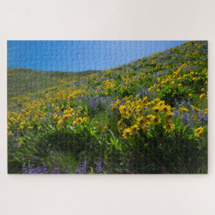 Balsamroot und Lupine in Sage Hills Wenatchee, WA