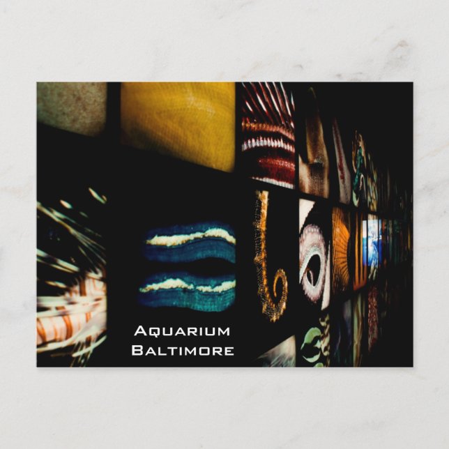 Baltimore Aquarium Postkarte (Vorderseite)