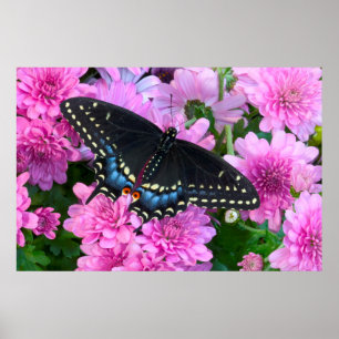 Baltimore Checkered Butterfly Poster
